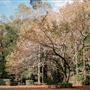 Adkins Nature Retreat - Property