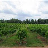 WoodMill Winery
