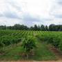 WoodMill Winery